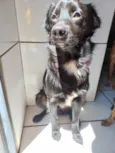 Caju