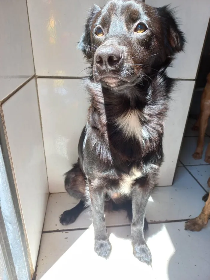 Cachorro ra a Não tem definição  idade 1 ano nome Caju