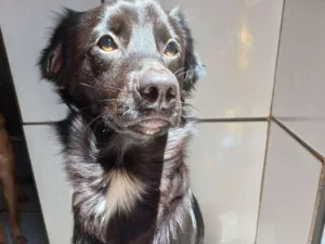 Cachorro raça Não tem definição  idade 1 ano nome Caju