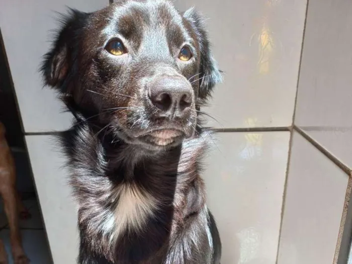 Cachorro ra a Não tem definição  idade 1 ano nome Caju