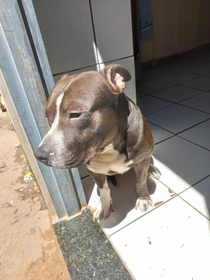 Cachorro ra a Pit Bull  idade 2 anos nome Klaus