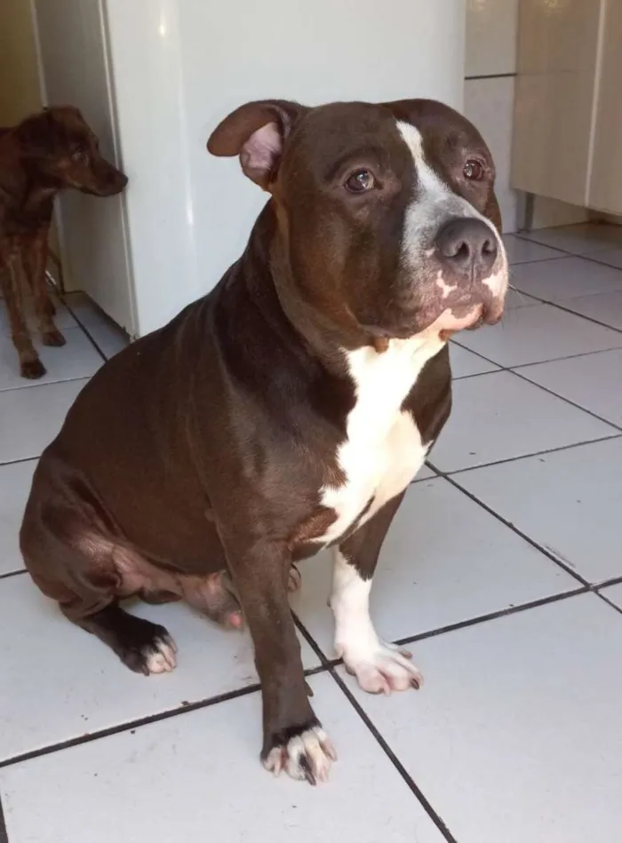 Cachorro ra a Pit Bull  idade 2 anos nome Klaus