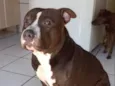 Klaus