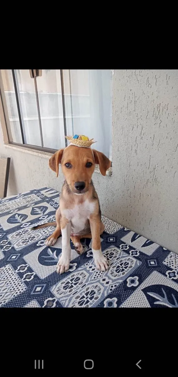 Cachorro ra a Srd idade 2 a 6 meses nome SIMBA
