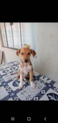 SIMBA
