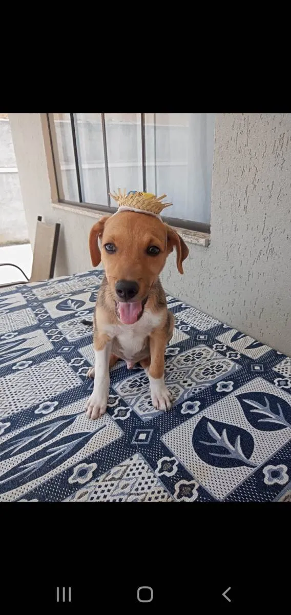 Cachorro ra a Srd idade 2 a 6 meses nome SIMBA