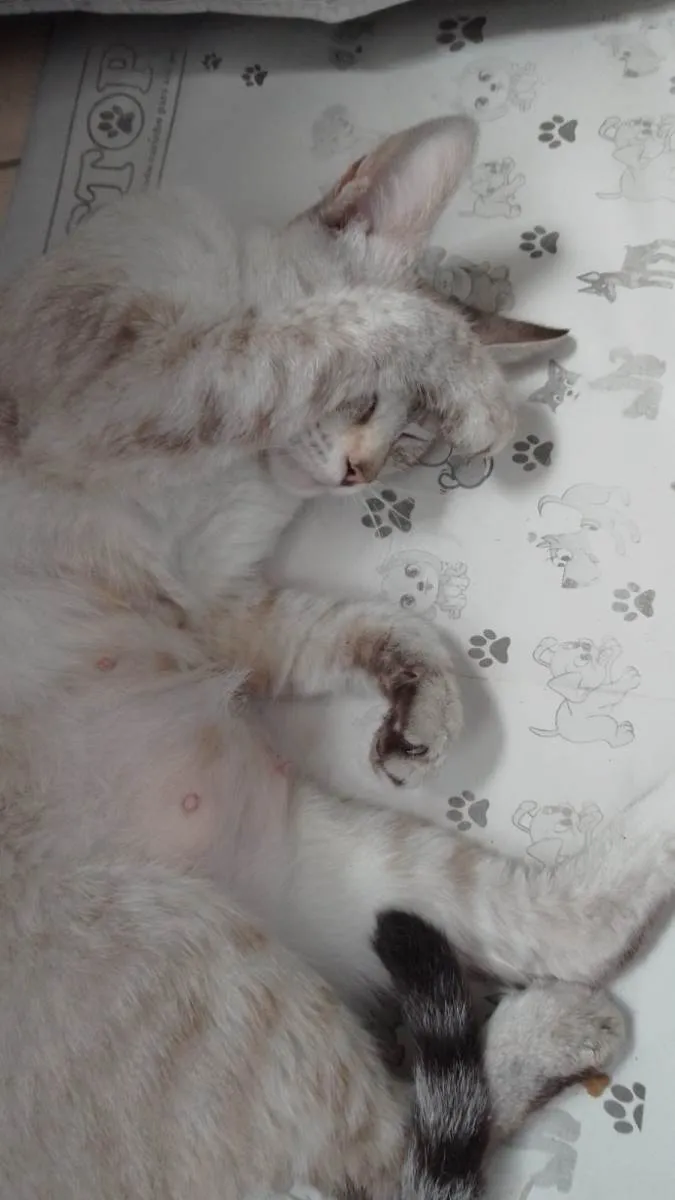 Gato raça SrD idade 7 a 11 meses nome Madonna