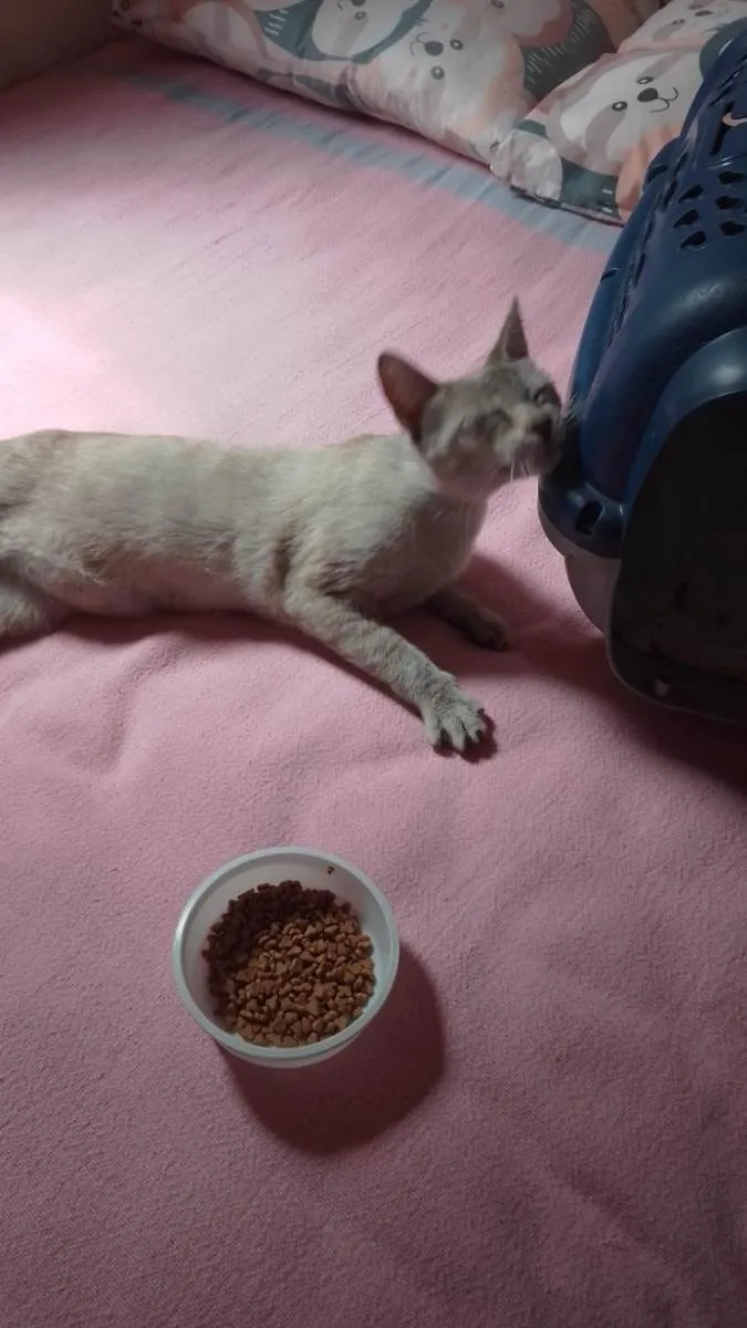 Gato raça SrD idade 7 a 11 meses nome Madonna