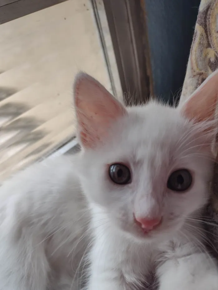 Gato ra a  idade 2 a 6 meses nome Mimo