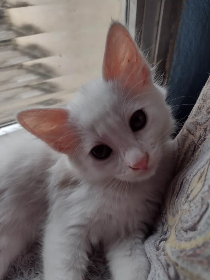 Gato ra a  idade 2 a 6 meses nome Mimo