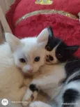Mimo