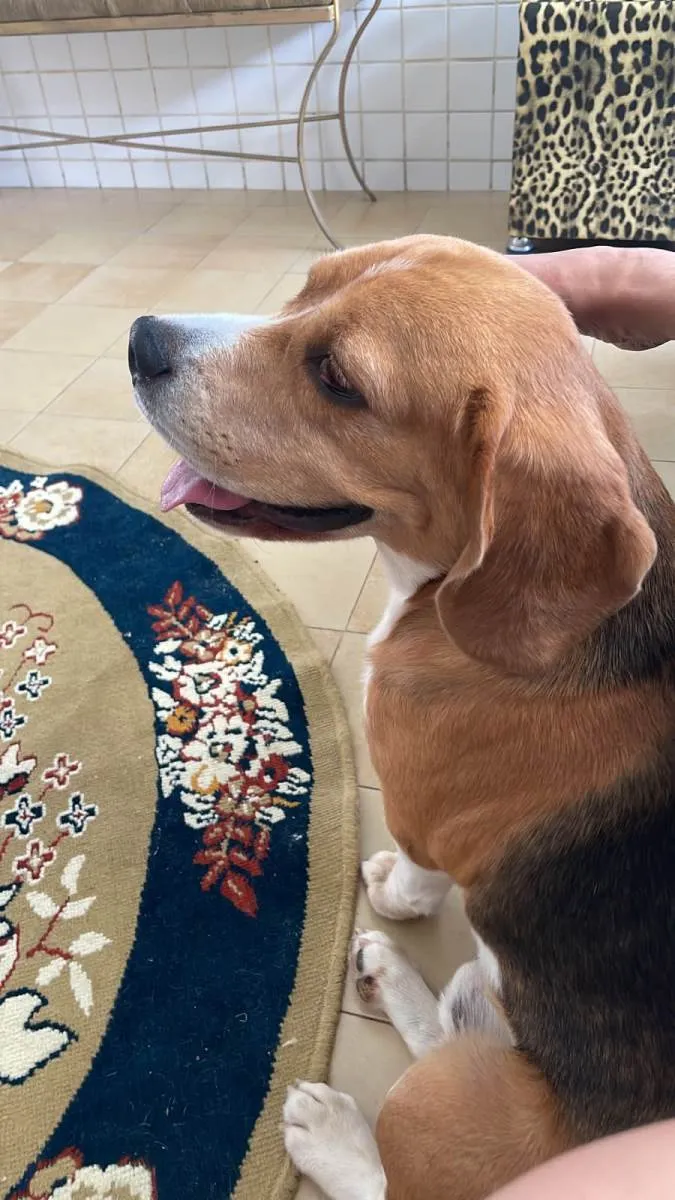 Cachorro raça Beagle idade 3 anos nome Pike