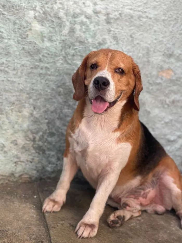 Cachorro raça Beagle idade 3 anos nome Pike