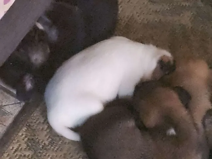 Cachorro ra a SRD idade Abaixo de 2 meses nome Vários 