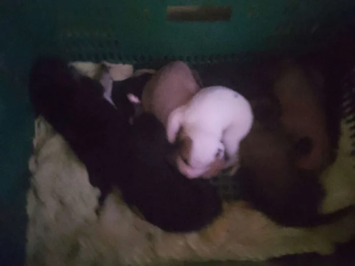 Cachorro ra a SRD idade Abaixo de 2 meses nome Vários 