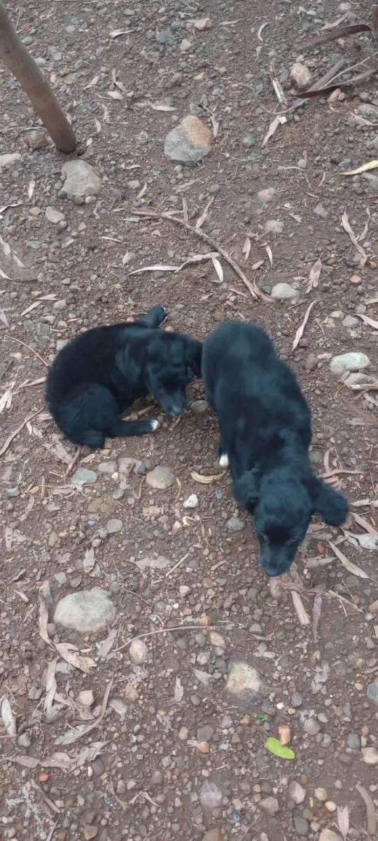 Cachorro ra a SRD-ViraLata idade 2 a 6 meses nome Sem nome 