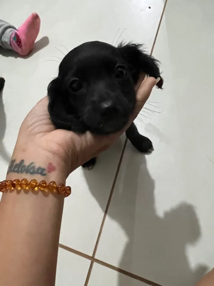 Cachorro ra a SRD-ViraLata idade 2 a 6 meses nome Sem nome 