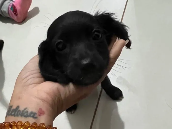 Cachorro ra a SRD-ViraLata idade 2 a 6 meses nome Sem nome 