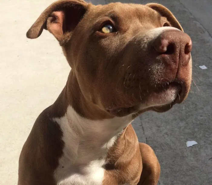 Cachorro ra a Pit-Bull idade 3 anos nome Thor 