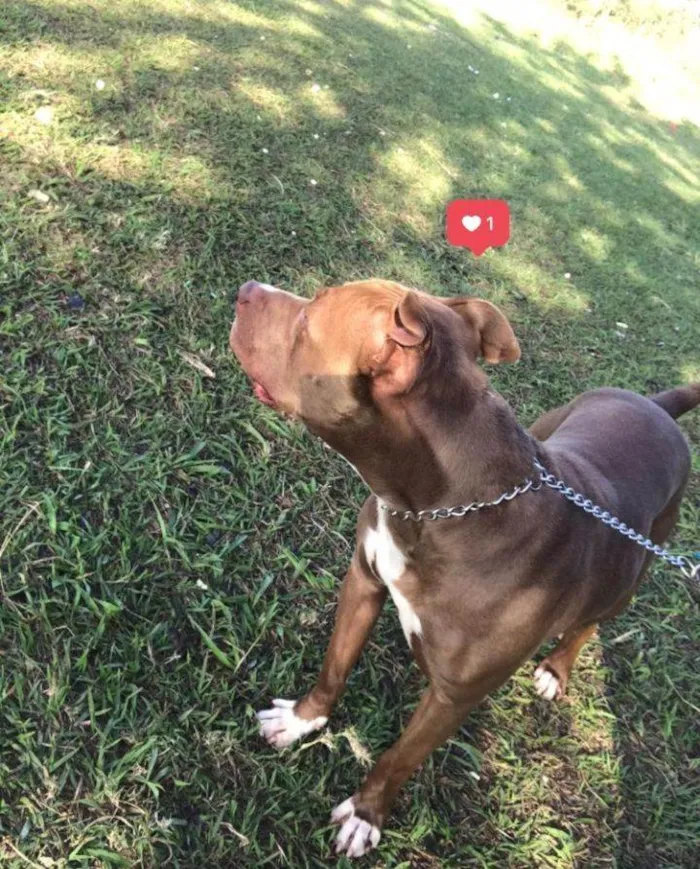 Cachorro ra a Pit-Bull idade 3 anos nome Thor 