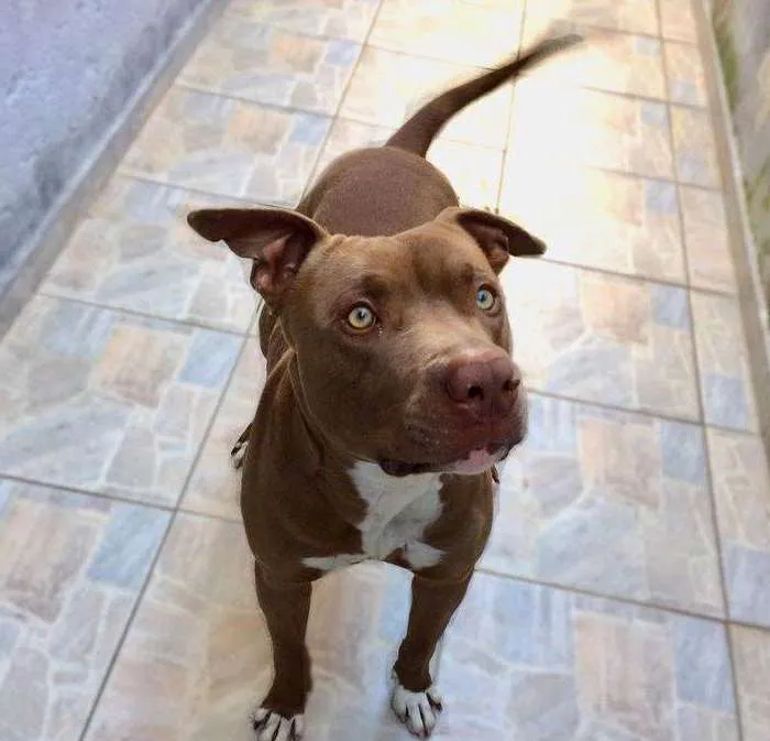 Cachorro ra a Pit-Bull idade 3 anos nome Thor 