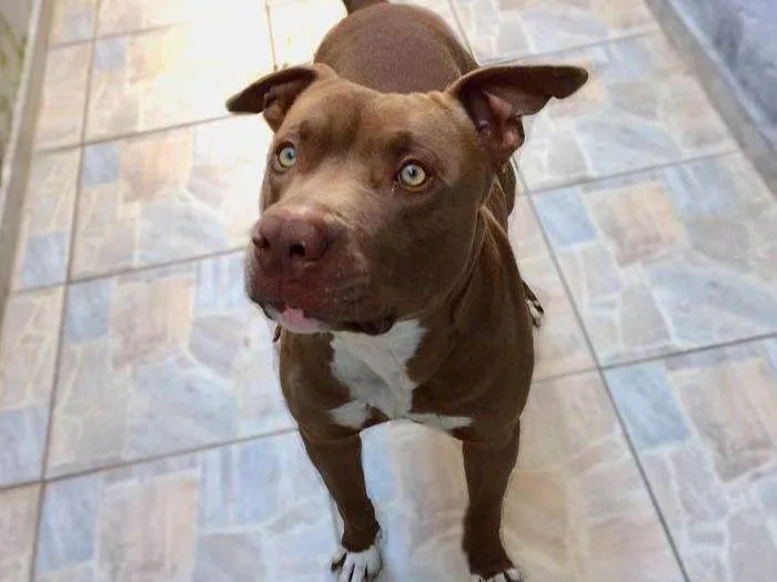 Cachorro ra a Pit-Bull idade 3 anos nome Thor 