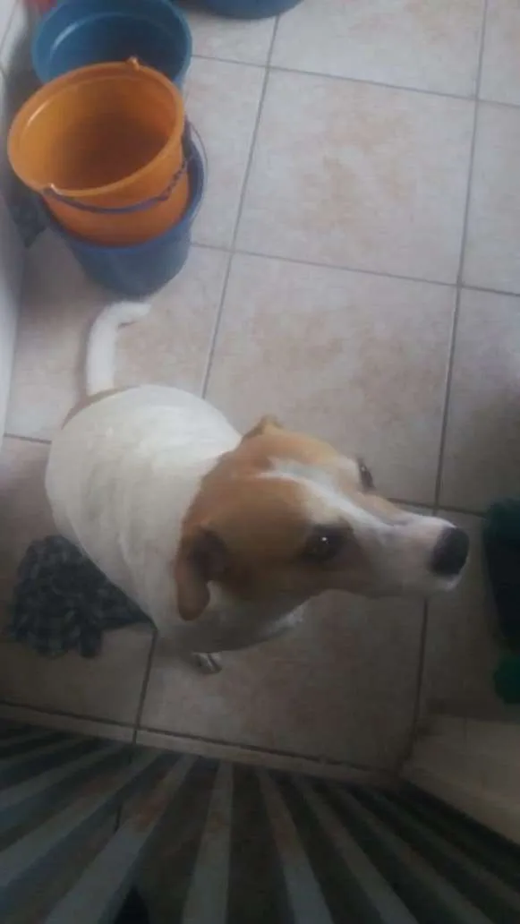 Cachorro raça SRD-ViraLata idade 5 anos nome Princesa