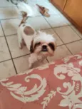 Cacau