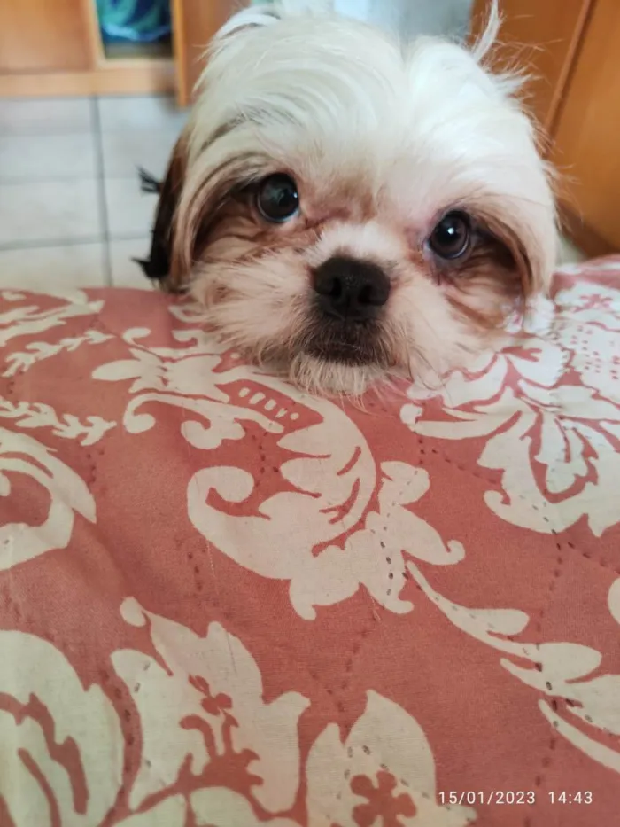 Cachorro ra a Shitzu idade 7 a 11 meses nome Cacau