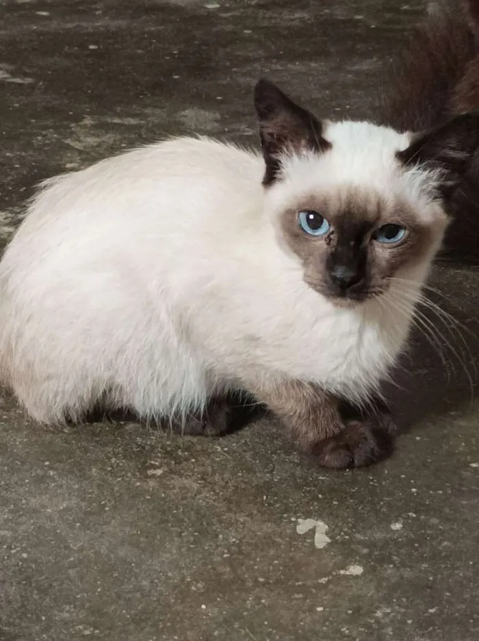 Gato raça Srd idade Abaixo de 2 meses nome Fred