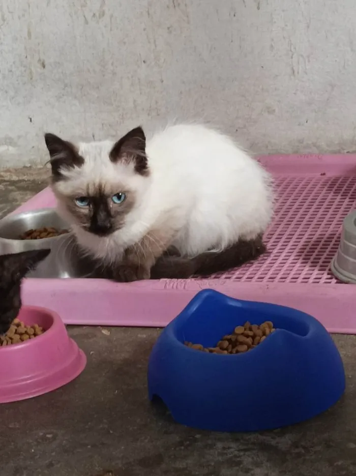 Gato raça Srd idade Abaixo de 2 meses nome Fred