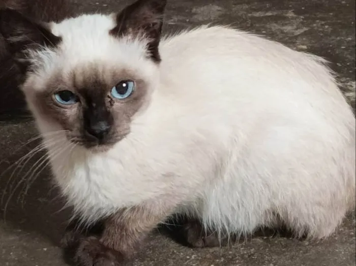 Gato raça Srd idade Abaixo de 2 meses nome Fred