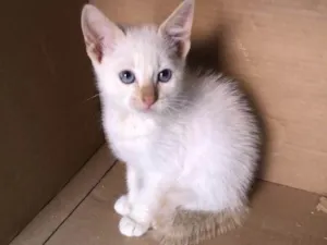 Gato raça Srd idade Abaixo de 2 meses nome Shiva