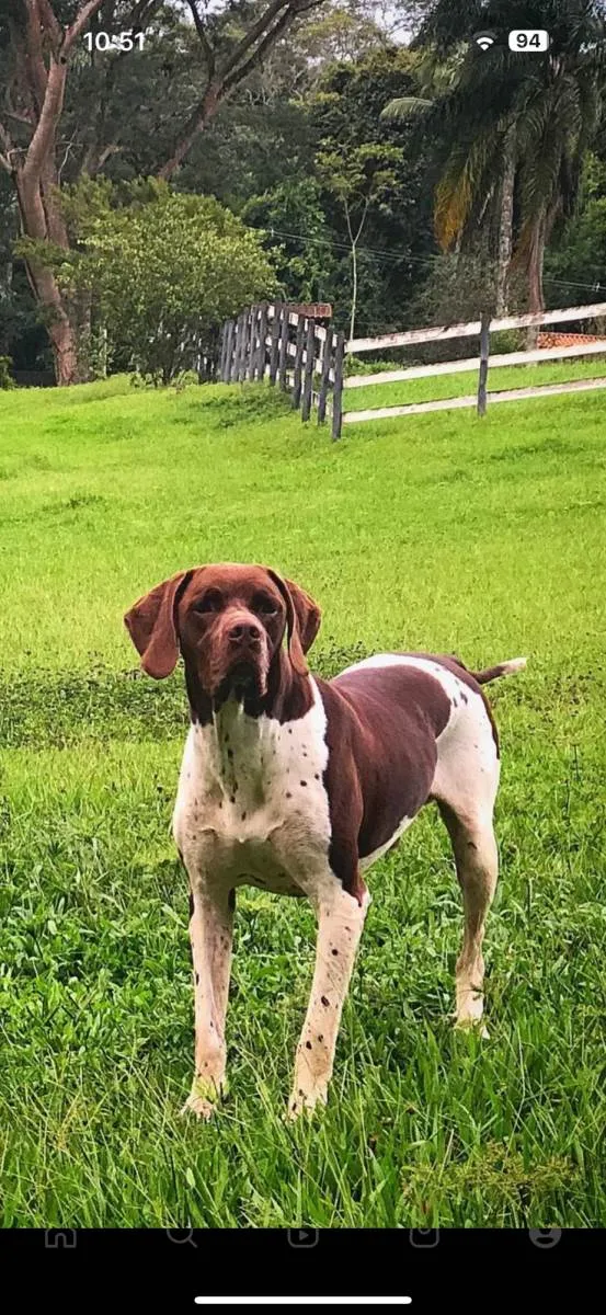 Cachorro ra a Pointer ingles idade 5 anos nome GRATIFICA - Tobi