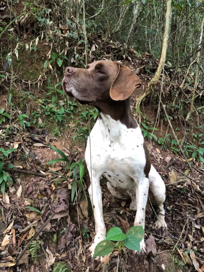 Cachorro ra a Pointer ingles idade 5 anos nome GRATIFICA - Tobi