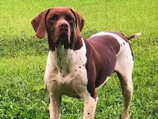 Cachorro ra a Pointer ingles idade 5 anos nome GRATIFICA - Tobi