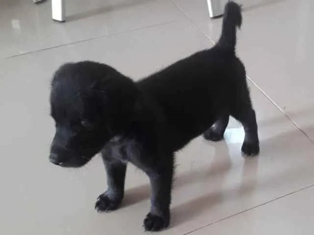 Cachorro ra a Poodle com srd idade 2 a 6 meses nome Filhotes