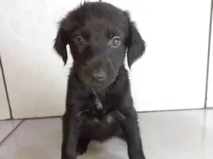 Cachorro raça Não tem definição  idade Abaixo de 2 meses nome Esmeralda 
