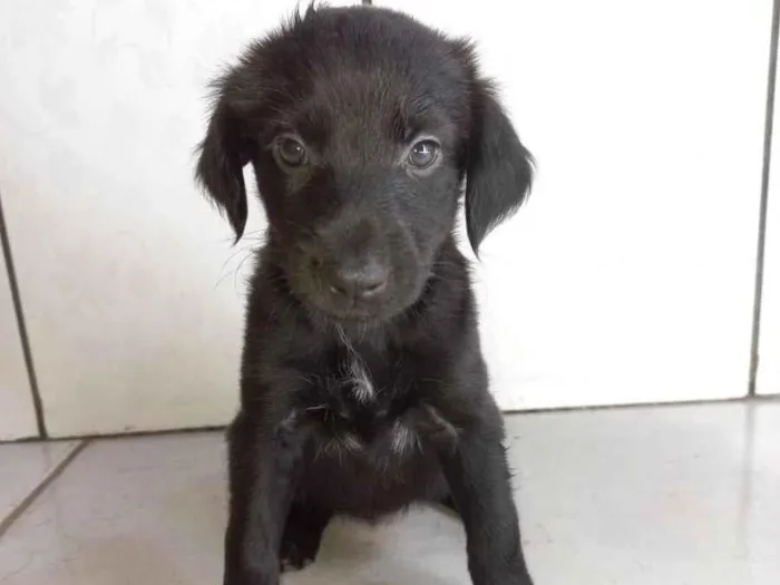 Cachorro ra a Não tem definição  idade Abaixo de 2 meses nome Esmeralda 