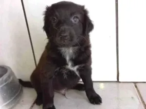 Cachorro raça Não tem definição  idade Abaixo de 2 meses nome Sem nome 3