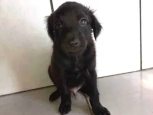 Cachorro raça Não tem definição  idade Abaixo de 2 meses nome Sem nome 1