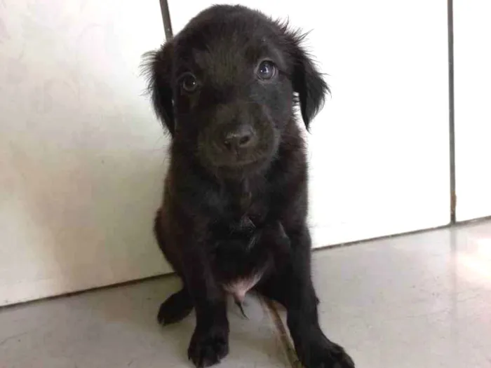 Cachorro ra a Não tem definição  idade Abaixo de 2 meses nome Sem nome 1