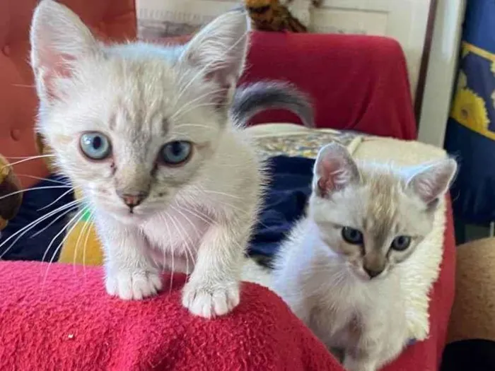 Gato raça Siamês idade Abaixo de 2 meses nome Vini e Tífani