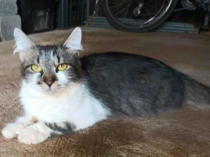 Gato raça SRD idade 1 ano nome Sem nome