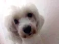Toby
