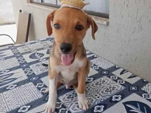 Cachorro raça Srd idade 2 a 6 meses nome SIMBA