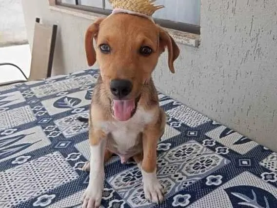 Cachorro ra a Srd idade 2 a 6 meses nome SIMBA
