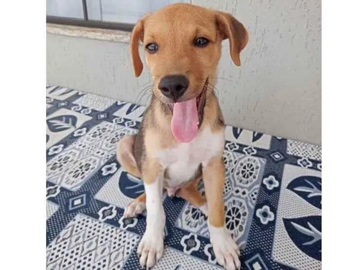 Cachorro ra a Srd idade 2 a 6 meses nome SIMBA