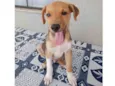 SIMBA