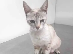 Gato raça SrD idade 7 a 11 meses nome Madonna